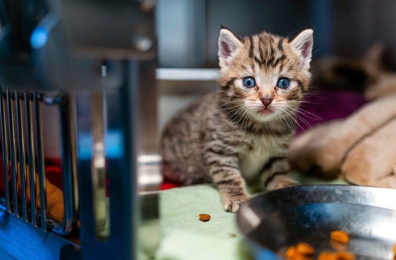 Plötzlich müssen im Tierheim Bergheim fünf Kitten versorgt werden, weil ihre Mutter nach der Geburt zu schwach ist. Wer spielt Katzenmutter rund um die Uhr? – Bild: WDR/​Christian Abel, honorarfrei – Verwendung gemäß der AGB im engen inhaltlichen, redaktionellen Zusammenhang mit genannter WDR-Sendung bei Nennung „Bild: WDR/​Christian Abel“ (S2+). WDR Kommunikation/​Redaktion Bild, Köln, Tel: 0221/​220 -7132 oder -7133