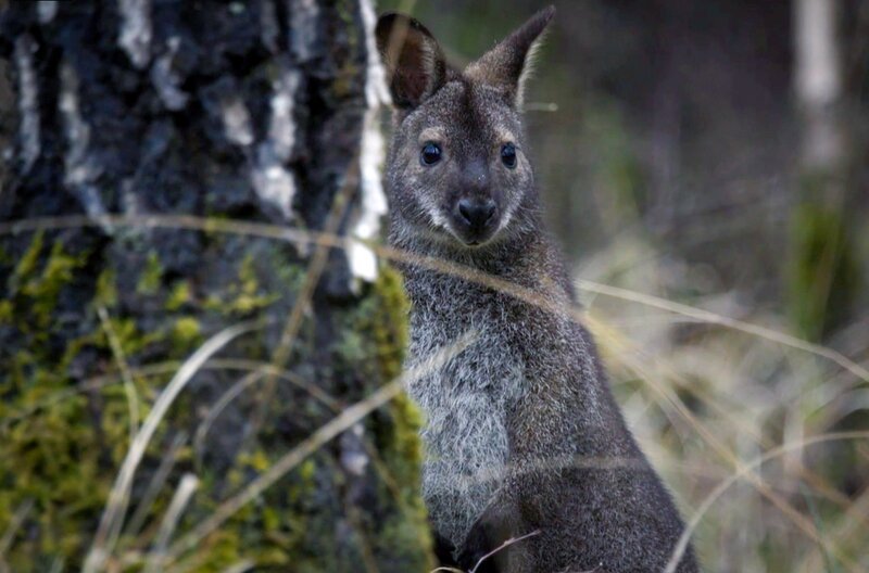 Der kleine Cousin des Kängurus: das Bennett-Wallaby – Bild: Nomades /​ Nomades