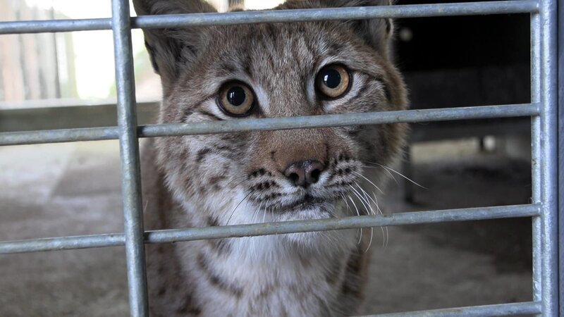Wie Zoos, Behörden und Naturschutzorganisationen gemeinsam daran arbeiten, den Luchs wieder dauerhaft in unseren Wäldern heimisch zu machen – Bild: RTL /​ DOCMA TV /​ Reverse the Red – Die Rückkehr der Luchse