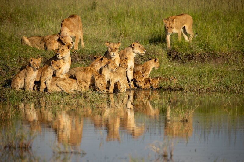 Members of the Summer’s Pride drink and relax at a watering hole, taking a moment to quench their thirst. – Bild: Eric Averdung /​ National Geographic