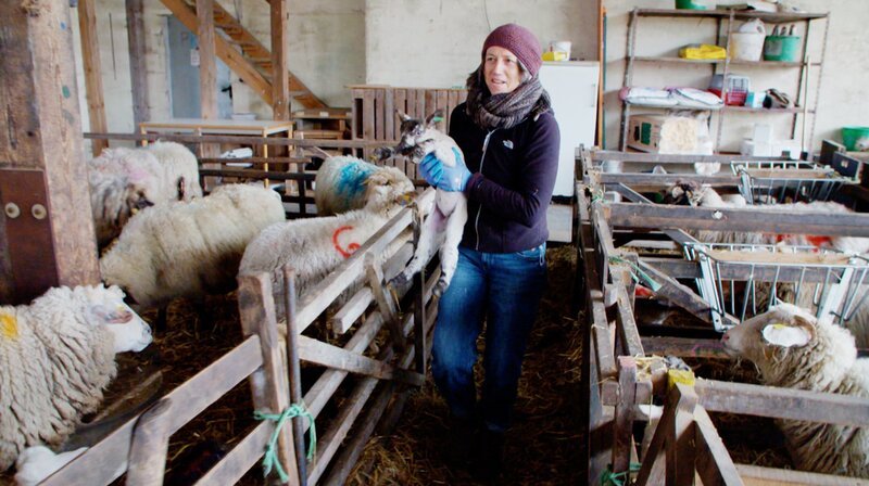 Lämmer anzufassen, traut Heidi sich anfangs nur mit Handschuhen. – Bild: NDR/​Dörte Nielsen