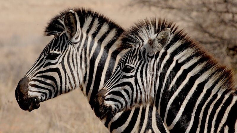 zebras – Bild: CC0 Creative Commons