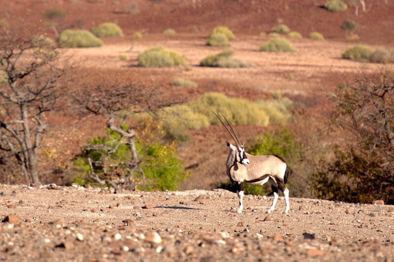 Eine Oryxantilope in der Kunene Region – Bild: harald.pokieser@cosmosfactory.at