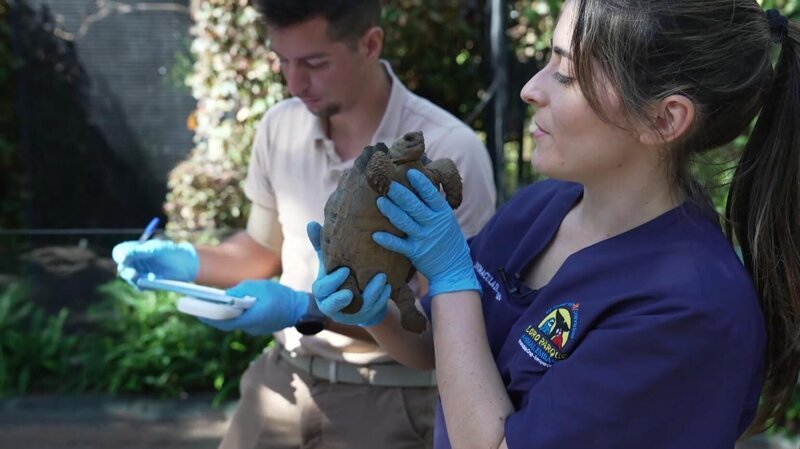 Veterinarians examine a baby turtle – Bild: SAT.1 GOLD Eigenproduktionsbild