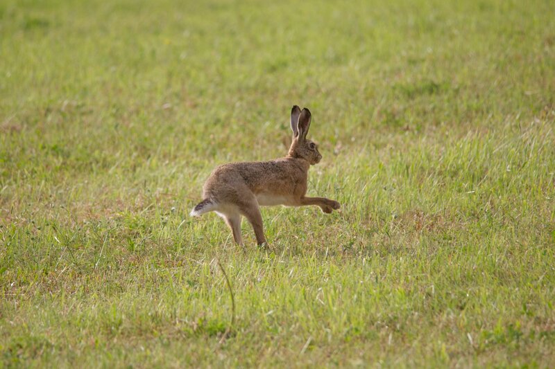 rabbit – Bild: Werner Rebel
