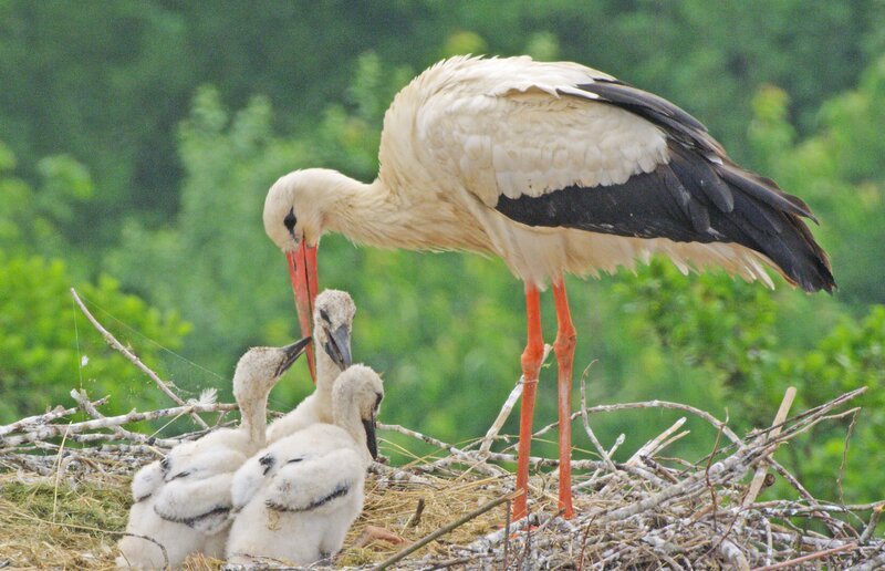Storchenfamilienidylle: Noch wird im Nest der Weißstörche bei Sonnenschein gefüttert. Wenn allerdings Gewitter aufziehen, liegt ihr Horst sehr exponiert. – Bild: Terra Mater Studios /​ Längengrad Filmproduktion GmbH /​ Robin Jähne