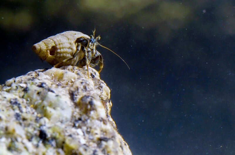 Die Überlebenschancen des Einsiedlerkrebses während der Ebbe stehen nicht schlecht: Er kann sich sowohl an Land als auch im Wasser fortbewegen. – Bild: ARTE/​Capa Presse