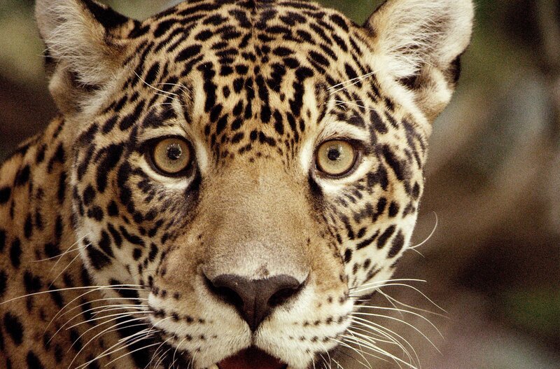 Jaguare sind Lauerjäger. Sie schleichen sich lautlos an und überraschen ihre Beute. – Bild: phoenix; ZDF; Arte; Blue Paw Artists; Marion Pöllmann
