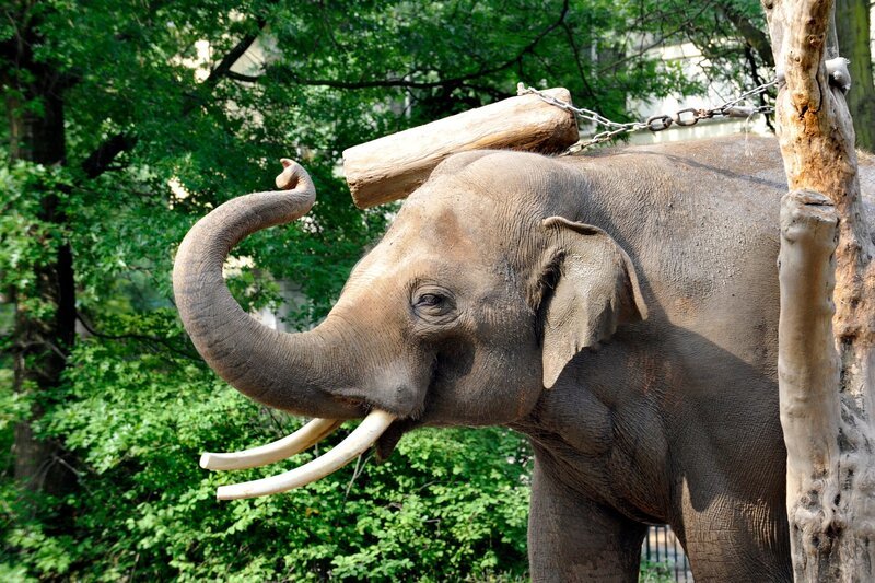 ARD/​rbb PANDA, GORILLA & CO., TEIL 225, Geschichten aus dem Zoo Berlin und dem Tierpark Berlin, am Dienstag (11.10.11) um 16:10&nbsp;Uhr im ERSTEN. Elefantenbulle Victor – Bild: rbb/​Thomas Ernst