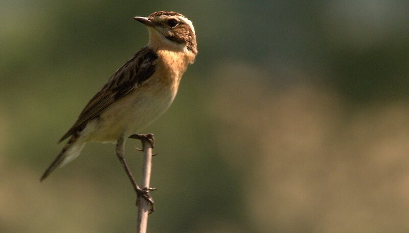 Braunkehlchen sind sehr selten. Am Grünen Band finden sie Schutz. – Bild: NDR/​MDR/​Uwe Müller