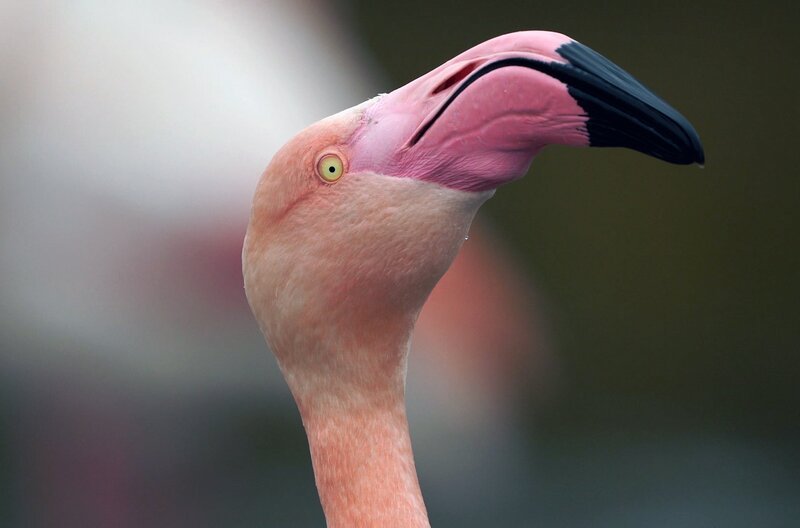 Flamingos sind zwar nicht unmittelbar vom Aussterben bedroht, aber aufgrund von Dürren und Wasserentnahmen schrumpft ihr Lebensraum zunehmend – Bild: BR/​ARTE