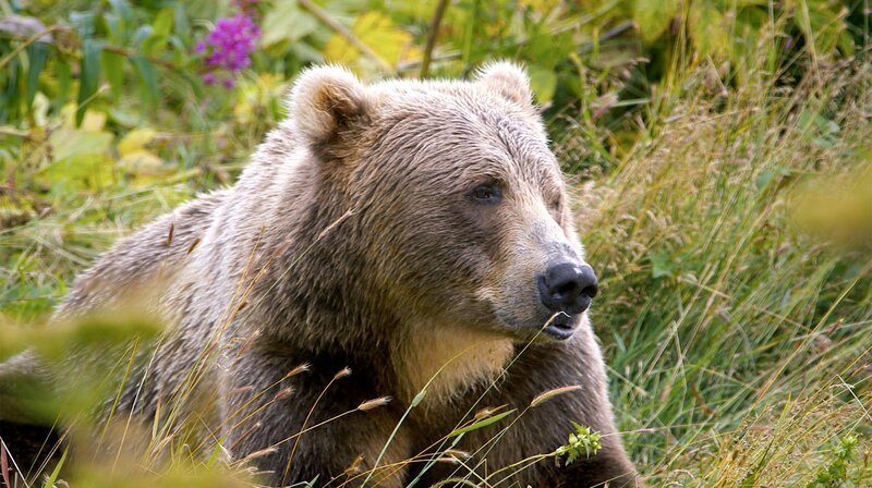 Das berühmteste Tier der Inselgruppe: Der Kodiakbär wurde nach dem Archipel benannt, er ist neben dem Eisbären das größte Landraubtier der Welt. – Bild: NDR/​Ralf Biehler