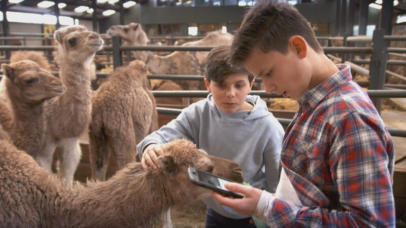 Milan und Boris besuchen eine Kamelfarm in Holland. – Bild: NDR/​NTR/​Ketnet 2019
