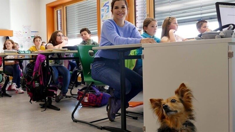 Schulhund Lunka im Einsatz – 3; © BR/​BILD + TEXT Medienproduktion GmbH & Co. KG. – Honorarfreie Verwendung gemäß AGB im redaktionellen Zusammenhang mit genannter Sendung bei Nennung „Bild: BR/​BILD + TEXT Medienproduktion GmbH & Co. KG.“. Andere Verwendung nur nach Absprache. KiKA Unternehmenskommunikation – bildredaktion@kika.de Telefon: +49.361.218⁠–⁠1826 – Bild: BR/​BILD + TEXT Medienproduktion GmbH & Co. KG/​KiKA Bildredaktion