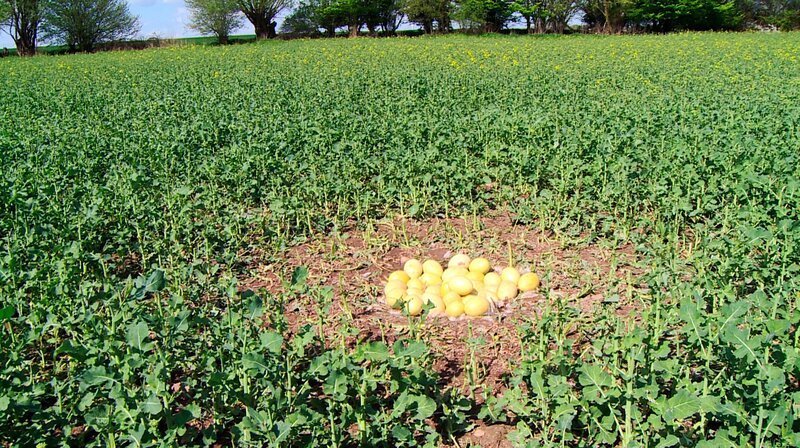 Problemvogel Nandu? Weil die Straußenvögel auf den landwirtschaftlichen Flächen Schaden anrichten, sollen auch in diesem Jahr die Nandu Eier angebohrt werden, um eine weitere Verbreitung zu stoppen. – Bild: NDR Problemvogel Nandu? Weil die Straußenvögel auf den landwirtschaftlichen Flächen Schaden anrichten, sollen auch in diesem Jahr die Nandu Eier angebohrt werden, um eine weitere Verbreitung zu stoppen. – Bild: NDR