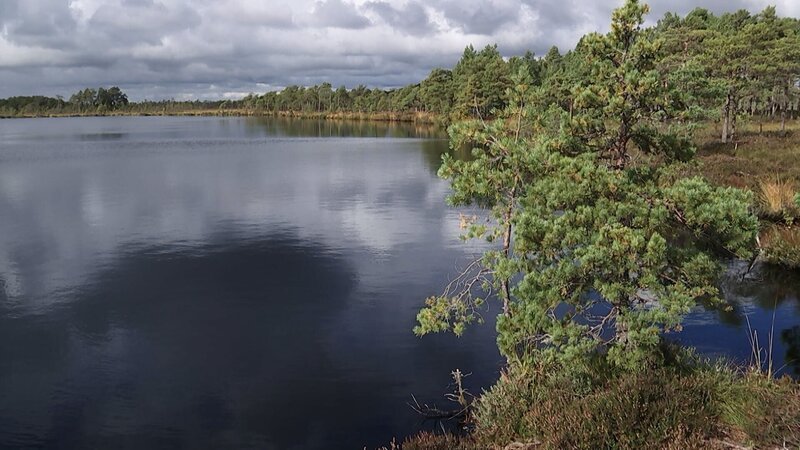 Das Moor von Öördi gehört zu den großen Mooren in Soomaa. Die Hochmoore sind die ältesten; ihre Geschichte reicht bisweilen über 10.000 Jahre zurück. – Bild: Arte