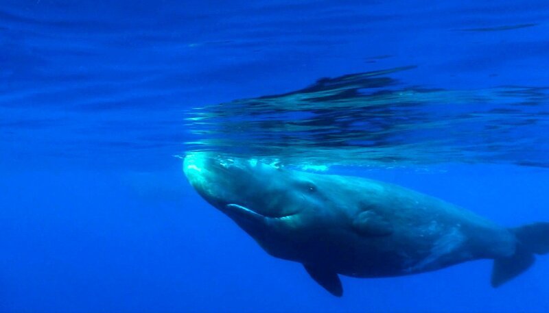 Pottwale kommen regelmäßig an die Wasseroberfläche, um Luft zu holen; wann und wo genau sie auftauchen, können selbst Wissenschaftler nicht vorhersagen. – Bild: PHOENIX/​NDR/​Blue Planet Film