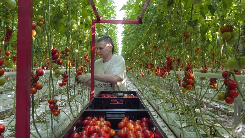 Die Tomate ist das beliebteste Gemüse der Deutschen. – Bild: n-tv/ Weltenangler Die Tomate ist das beliebteste Gemüse der Deutschen. – Bild: n-tv/ Weltenangler