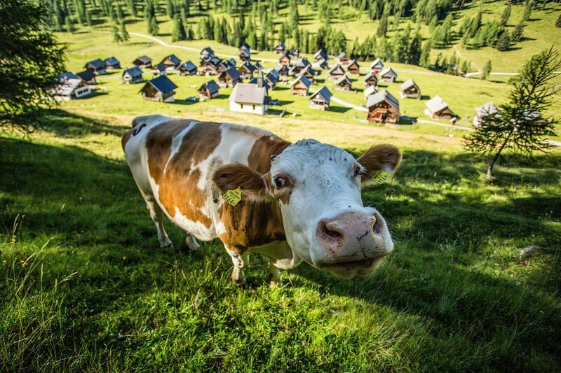 Das Bild zeigt eine Kuh und die Egger Alm. – Bild: ServusTV /​ Daniel Götzhaber