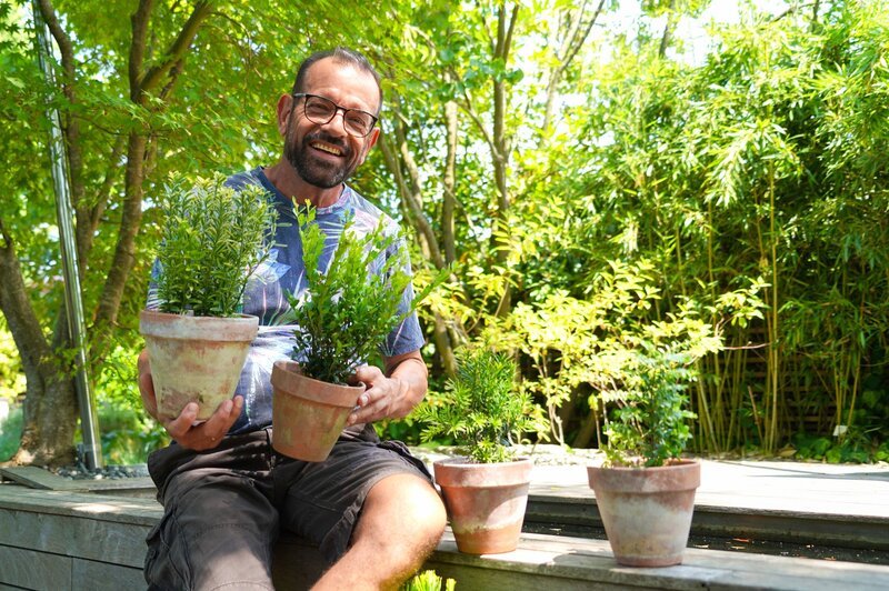 Karl Ploberger präsentiert geeignete Ersatzpflanzen für den Buchs, den Gamander (Teucrium chamaedrys), Ilex crenata (Japanische Stechpalme), die Eibe (Taxus baccata) oder den Lonicera nitida (Heckenmyrte, Immergrüne Heckenkirsche). – Bild: Leopold Mayrhofer/​Natur im Garten