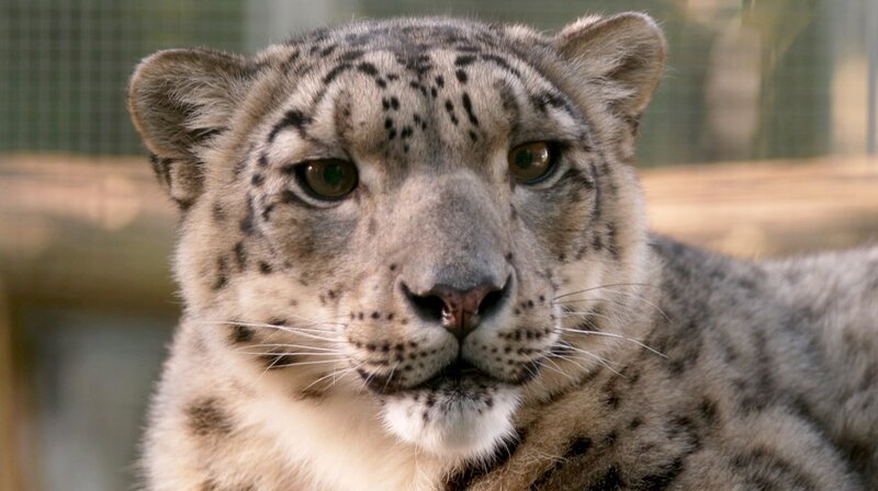 Die besten Tipps für einen Wochenendausflug ins Freie. An der Reiseroute liegen der Wildpark Schorfheide, der Zoo Eberswalde und der Freizeitpark Germendorf. Wir stellen 30 spannende Orte in Brandenburg vor, wo Naturfreunde eine faszinierende Tierwelt erleben können. – Schneeleopard im Felidae Wildkatzenzentrum Barnim. – Bild: rbb/​Guido Kilbert