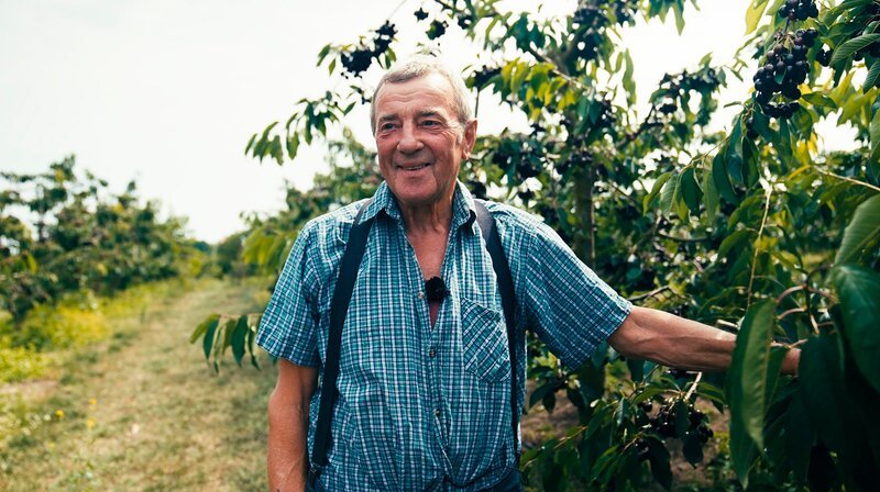 Obstbauer Gerd Barth mitten in seinen Knupper-Kirschen. – Bild: rbb