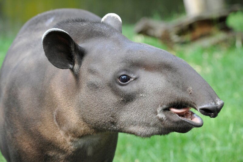 ARD/​rbb PANDA, GORILLA & CO., TEIL 228, „Geschichten aus dem Zoo Berlin und dem Tierpark Berlin“. Tapir im Zoo Berlin – Bild: rbb/​Thomas Ernst