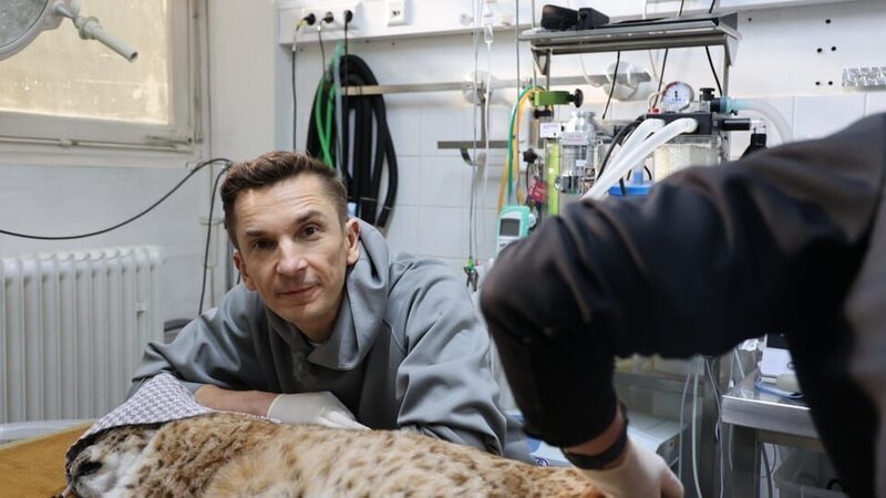 „PUR+“-Moderator Eric Mayer ist bei der medizinischen Untersuchung des Luchses Nero im Zoo Karlsruhe dabei. Der noch junge Luchs soll ausgewildert werden. Dafür muss er aber gesund sein und wird daher untersucht. – Bild: ZDF/​Timon Deible, Zoo Karlsruhe