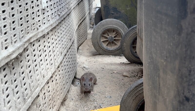 In einem bewohnten Hinterhof haben Ratten mehrere Bauten mit unzähligen Löchern errichtet. – Bild: NDR/​Paola Mester