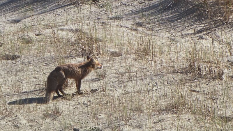 Fuchs im Sand. – Bild: Arte