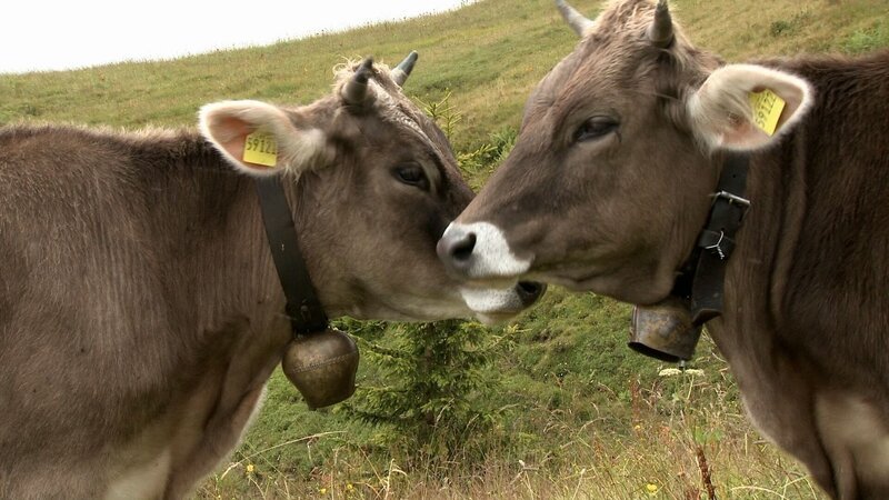 Zwei Jungrinder erleben einen Sommer auf der Alm mit allen möglichen Herausforderungen, wie Ausbruch, tagelanger Regen, Matsch und Rutschgefahr, giftige Pflanzen. – Bild: BR/​Filmakademie Baden-Württemberg
