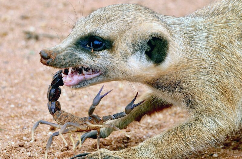Manchmal treffen Erdmännchen auch auf wehrhafte Beute: Dieser Skorpion versucht den großen Gegner mit Giftschwanz und Zangen abzuwehren. – Bild: Zorillafilm/​Jens Westphalen/​Thoralf Grospitz