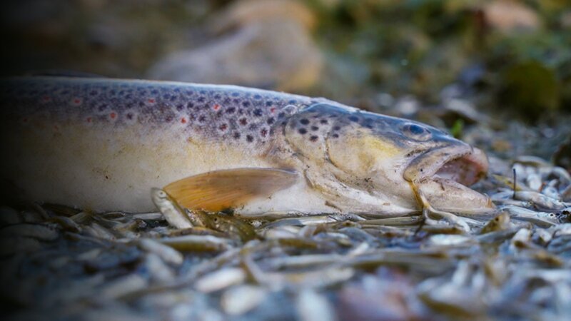 Toter Flussfisch – Bild: SRG SSR