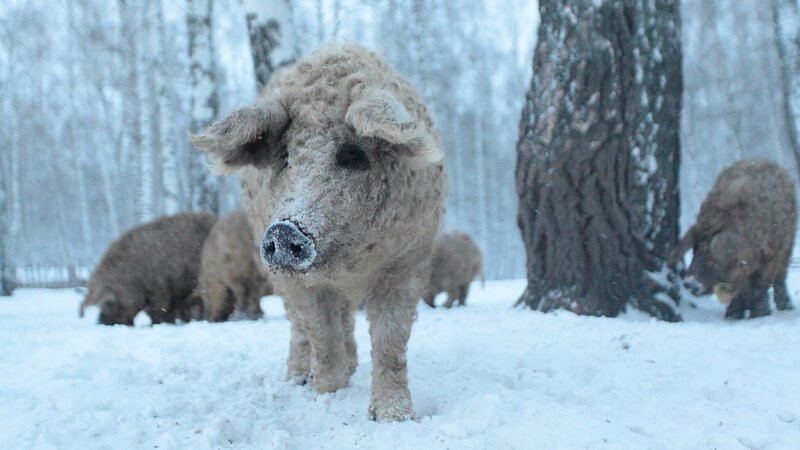 Mangalitza Mutter mit Jungtier, schon die Kleinen sind dank dicker Wolle gut isoliert gegen sibirische Kälte. – Bild: Terra Mater