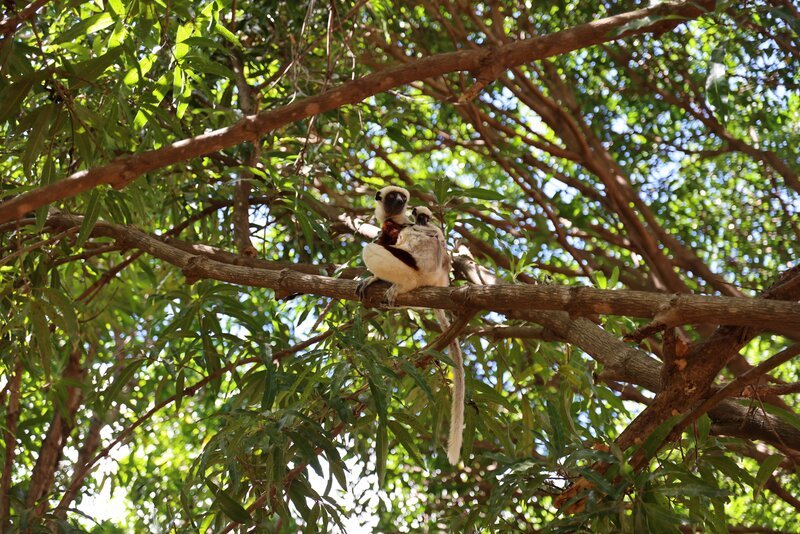 Ein Coquerel-Sifaka sitzt mit seinem Jungtier hoch oben im Baum. – Bild: Cayley Christos / Emerge Films / Terra Mater Studios / Terra Mater Studios GmbH Ein Coquerel-Sifaka sitzt mit seinem Jungtier hoch oben im Baum. – Bild: Cayley Christos / Emerge Films / Terra Mater Studios / Terra Mater Studios GmbH