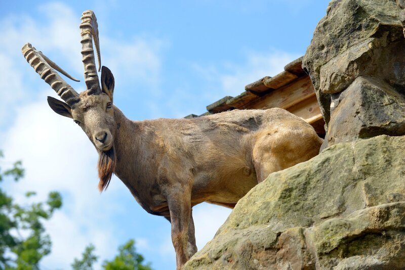 Im Zoo Berlin leben verschiedene asiatische Steinbockarten, die auf drei imposanten Felsenanlagen ein neues Zuhause gefunden haben. In ihren heimatlichen Gebirgsregionen können die Steinböcke in Höhen bis zu 6.700 Metern vordringen. Im Zoo muss ihnen ein 16 Meter hoher Felsen genügen. Zumindest für die Tierpfleger ist dieser „steile“ Arbeitsplatz eine tägliche Herausforderung. – Sibirischer Steinbock im Zoo Berlin – Bild: rbb/​Thomas Ernst