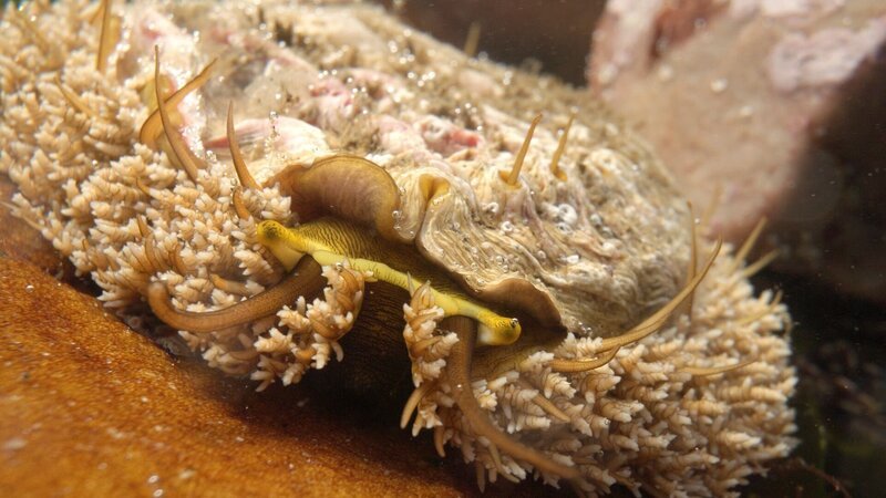 Perlemoen Abalone klettert über einen Felsen – Bild: Arte