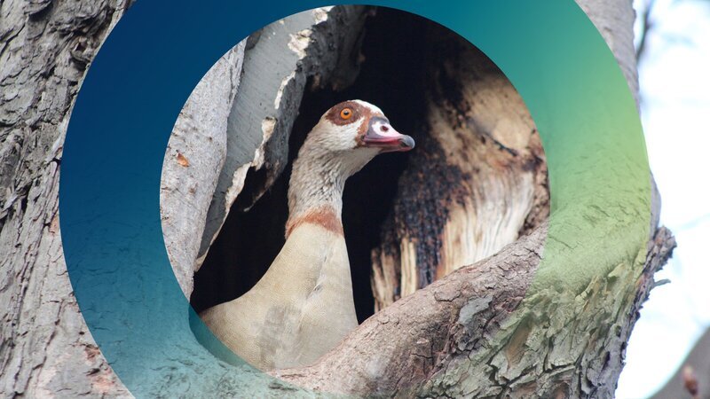 Ob Nilgänse tatsächlich eine ernsthafte Bedrohung für die Populationen heimischer Wasservogelarten darstellen, ist wissenschaftlich bislang nicht belegt. – Bild: Gabriele Rohde /​ ZDF