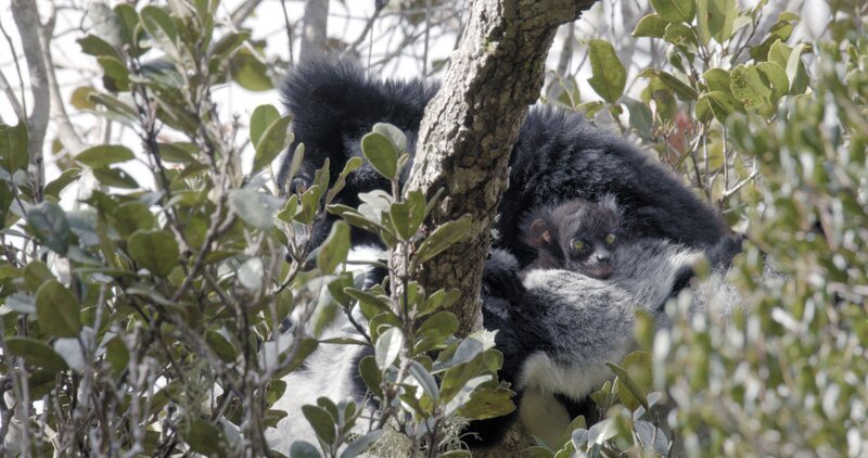 Ein Indri-Jungtier sitzt mit seiner Mutter im Baum. – Bild: Cayley Christos /​ Emerge Films /​ Terra Mater Studios /​ Terra Mater Studios GmbH