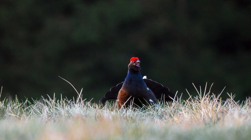Balzender Birkhahn auf dem Kammplateau – Bild: NDR/Raufilm Balzender Birkhahn auf dem Kammplateau – Bild: NDR/Raufilm