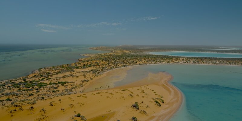 In den Seegraswiesen von Shark Bay leben unzählige Haie, Delfine und Dugongs. – Bild: ZDF und Blue Ant Media Solutions Inc.