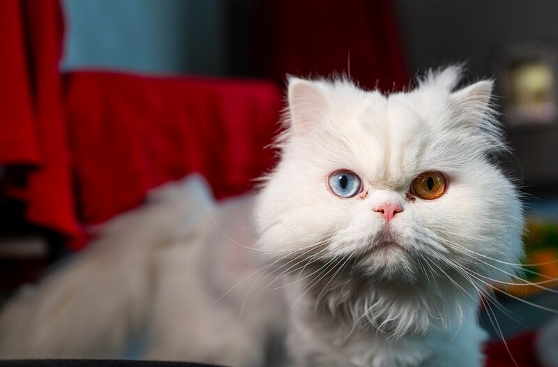 Eine schöne Perserkatze, aber ihren Besitzern ist die Fellpflege offensichtlich zu aufwändig gewesen. Sie kam erschreckend verfilzt ins Tierheim. Hier wartet sie jetzt auf ein besseres Zuhause. – Bild: WDR/​Melanie Grande