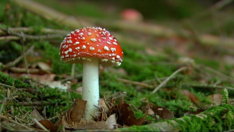 Ein Fliegenpilz im Wald – Bild: WDR/​Die Sendung mit dem Elefanten