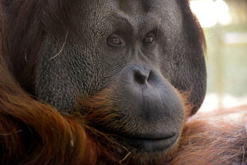 Bei den Menschenaffen im Zoo steht heute eine große Aktion ins Haus! Schaben-Bekämpfung steht auf dem Plan und dafür müssen Mensch und Tier für einen Tag lang ausziehen. Diese aufwendige Maßnahme wird regelmäßig durchgeführt, damit sich die kleinen Schädlinge nicht in den Innengehegen festsetzen. Für die Gorillas, Orang-Utans, Schimpansen und Bonobos bedeutet das zwei Nächte im Freien und Frühstück unter freiem Himmel. – Orang-Utan-Weibchen – Bild: rbb/​Thomas Ernst