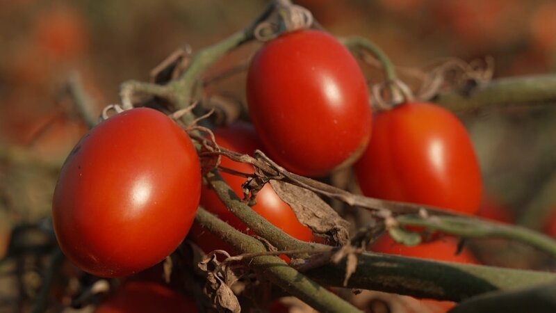 Die rote Frucht hat eine erstaunliche Karriere hinter sich: Aus dem einst gefürchteten „Giftapfel“ wurde ein globaler Küchen-Star. – Bild: WELT