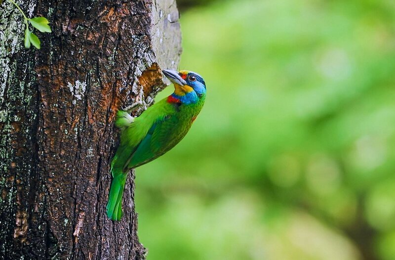 Der bunte Bartvogel klopft an einen Baumstamm: Diese endemische Spechtart lebt in tiefen Wäldern, aber auch in städtischen Parkanlagen. – Bild: Jujumin Chu