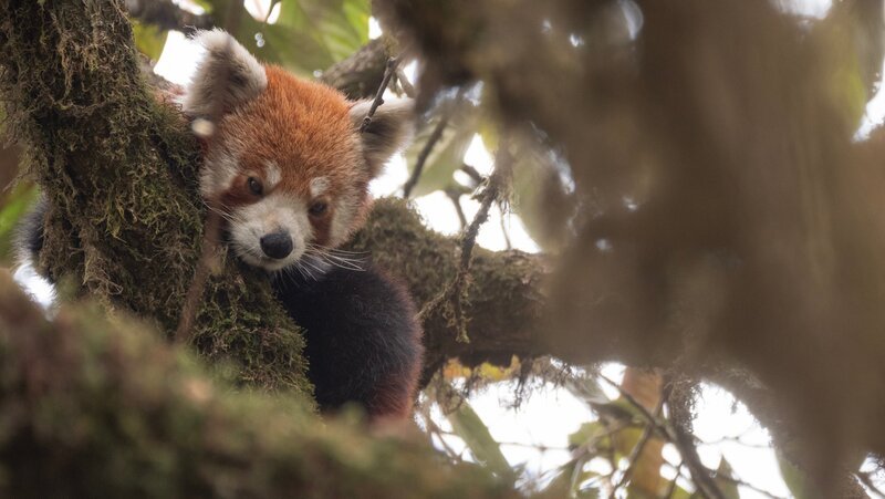Rote Pandas leben in den Bäumen, dieser versteckt sich gerade vor einem Fressfeind. – Bild: ZDF und arte, Kalyan Varma
