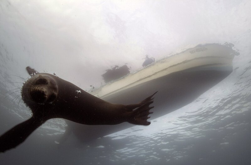 Für Seelöwen wird es immer schwieriger, Fische zu finden. Normalerweise jagen sie Sardinen, inzwischen wenden sie sich jedoch einer Beute zu, die wesentlich größer ist – der Thunfisch erfordert ganz neue Fangtechniken. – Bild: Passion Pictures Ltd