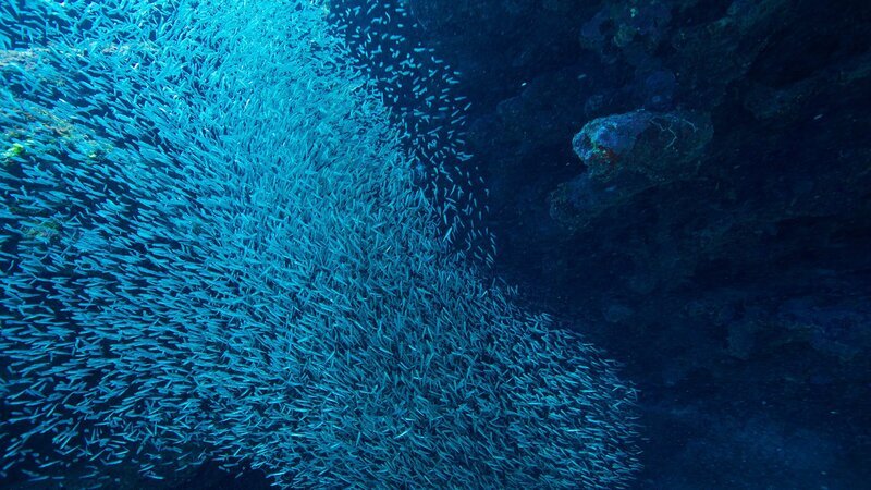 Ährenfische bilden riesige Schwärme. Im karibischen Sommer flüchten sie vor der Sonne in große Unterwasserhöhlen. – Bild: 3sat