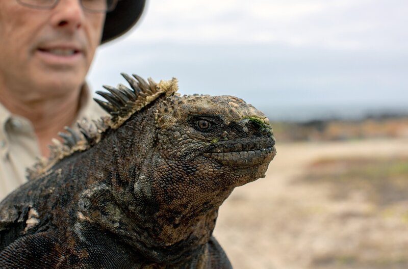 Die von den Galápagos-Inseln stammenden Meerechsen beschrieb Charles Darwin als „eine hässliche, schmutzig schwarze Kreatur, dumm und ungeschickt“. – Bild: Passion Pictures Ltd